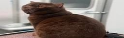 British Shorthair cats for stud: Handsome chocolate carrying cinnamon stud - Advert 2