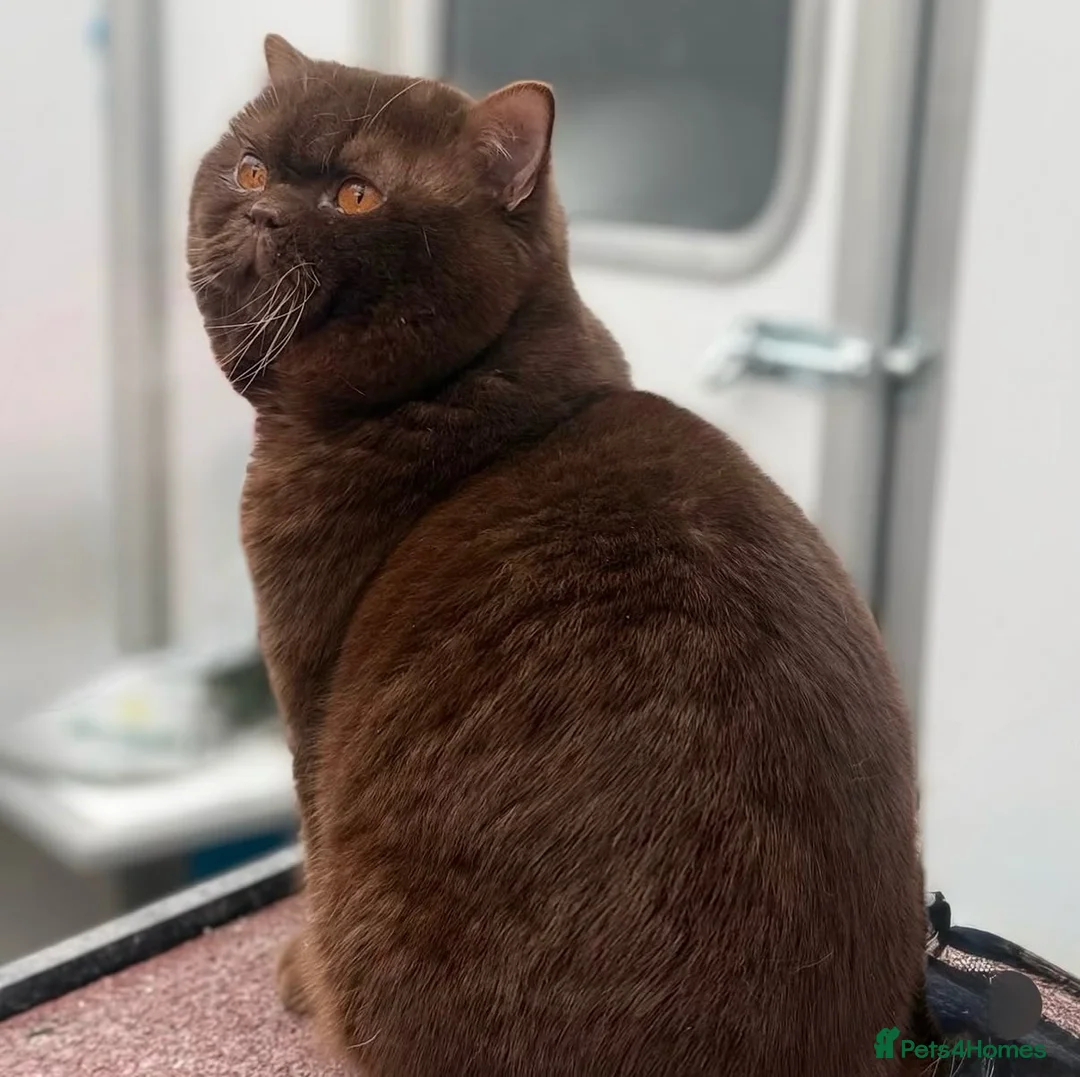 British Shorthair cats for stud: Handsome chocolate carrying cinnamon stud - Advert 2