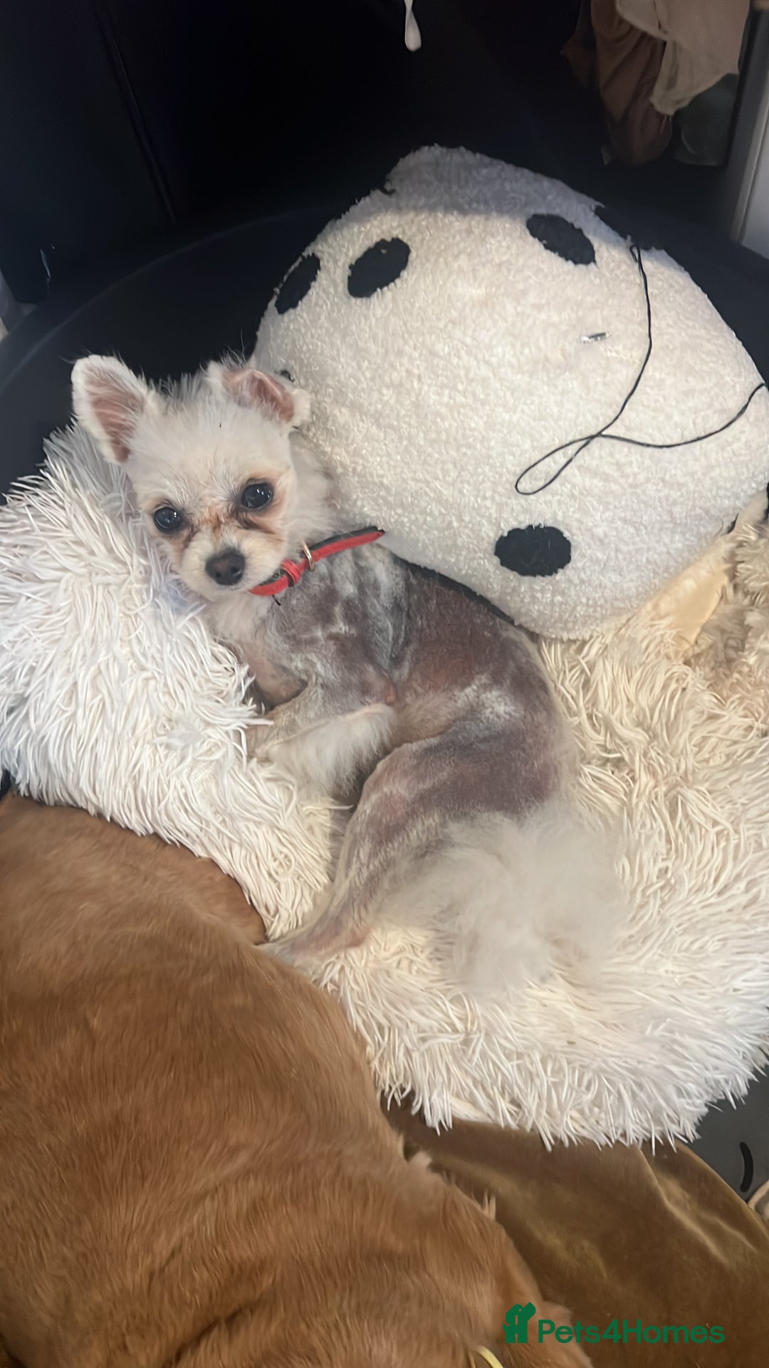 Pomeranian dogs for sale: Beautiful boy Pomeranian - Image 8