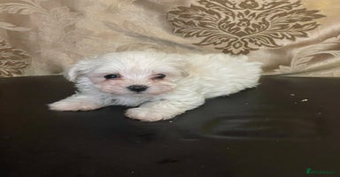 Maltipoo dogs - Advert 4