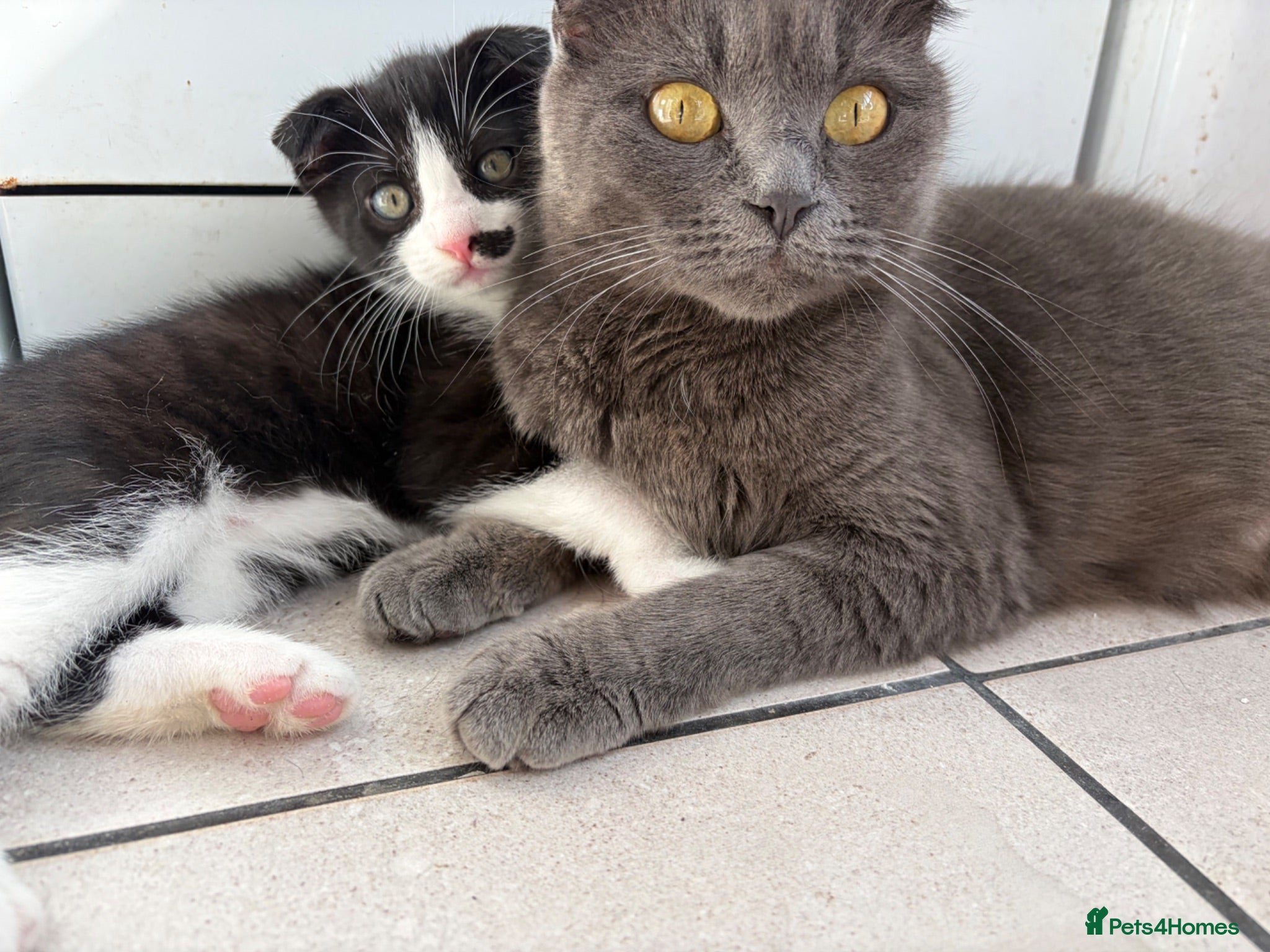 Scottish Fold cats Tuxedo Scottish Fold with half moustache!🥸  - Advert 1