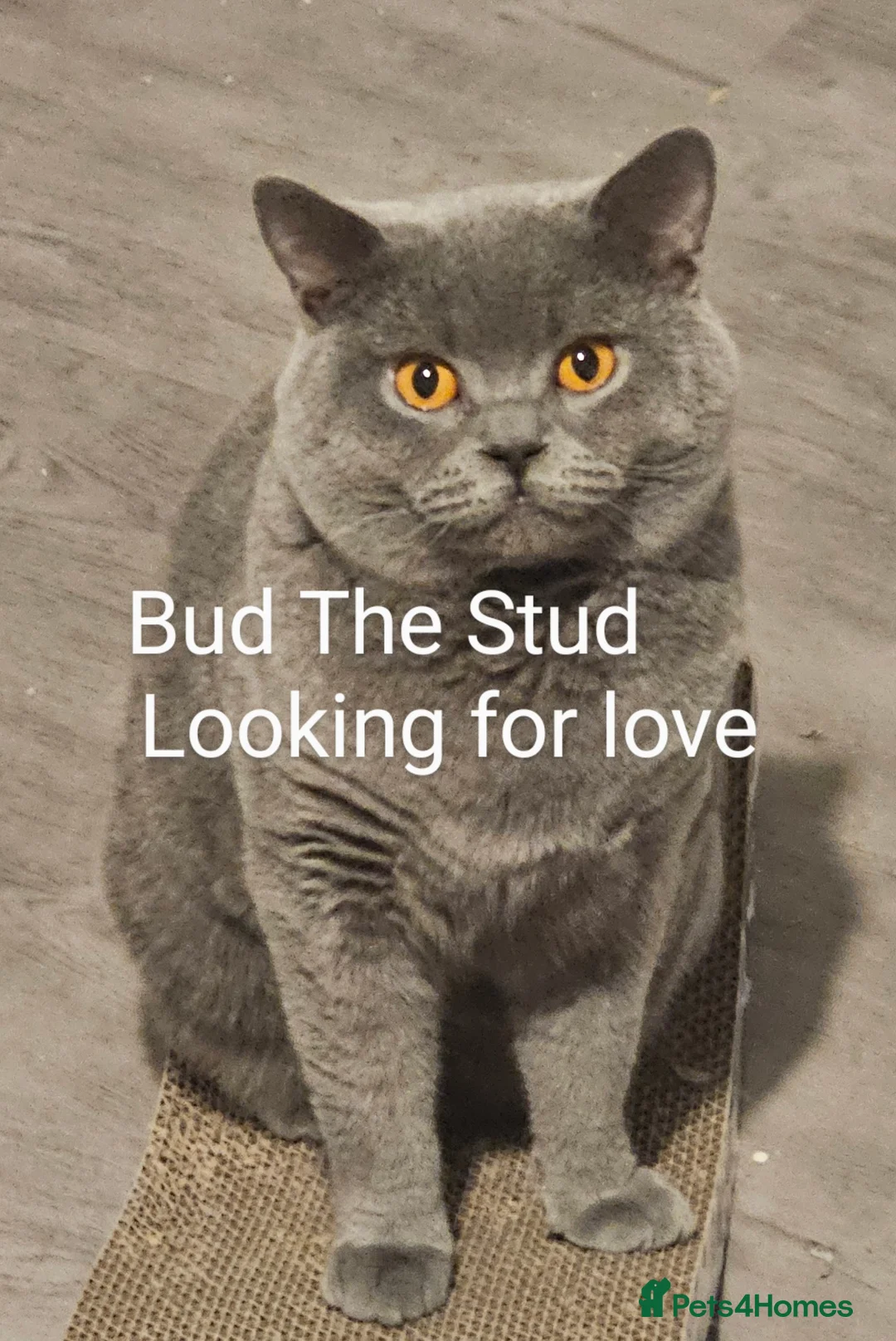 British Shorthair cats for stud: British short hair Bud the stud in London - Advert 4
