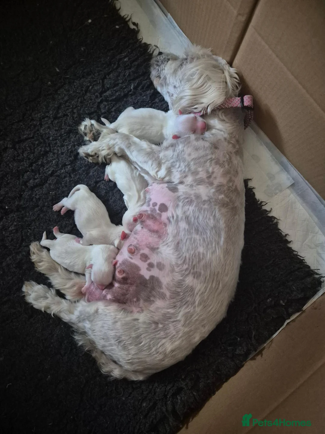 Maltese dogs for sale: Miniature Maltese  - Advert 1