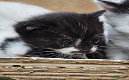 Domestic Shorthair cats for sale: mother cat and 4 kittens all together - Image 3