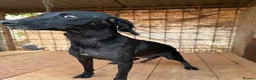 Mixed Breed dogs for adoption: BAHAR - Advert 5