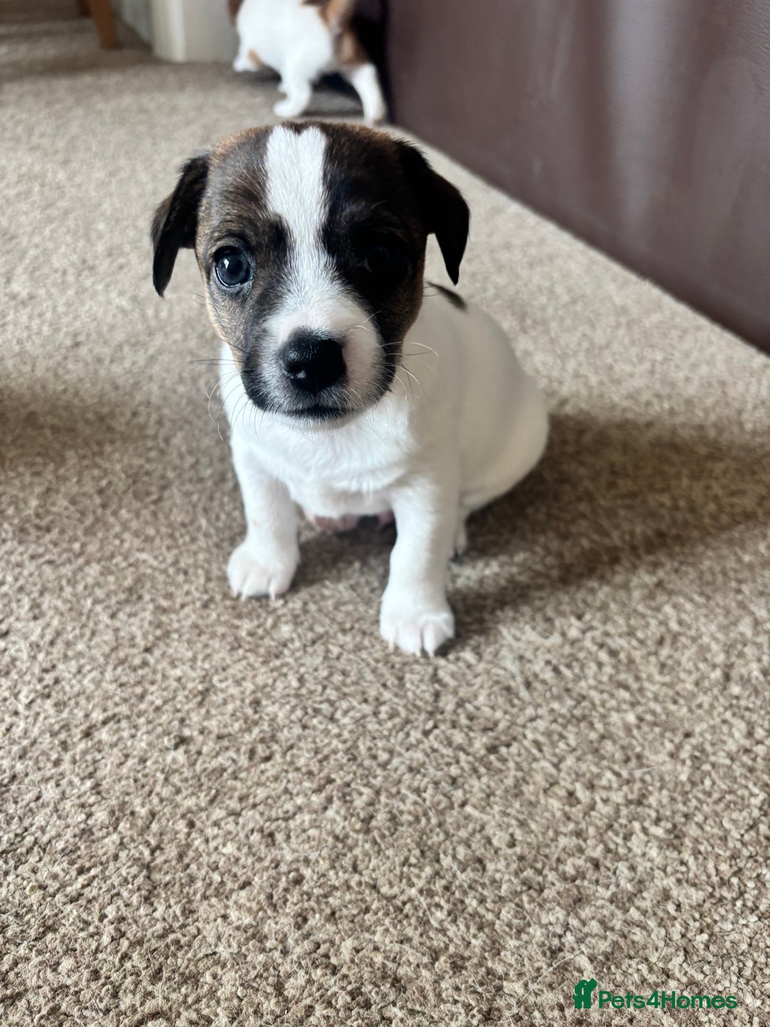 Jack Russell dogs for sale: GORGEOUS JACK RUSSELL PUPPIES  - Image 5