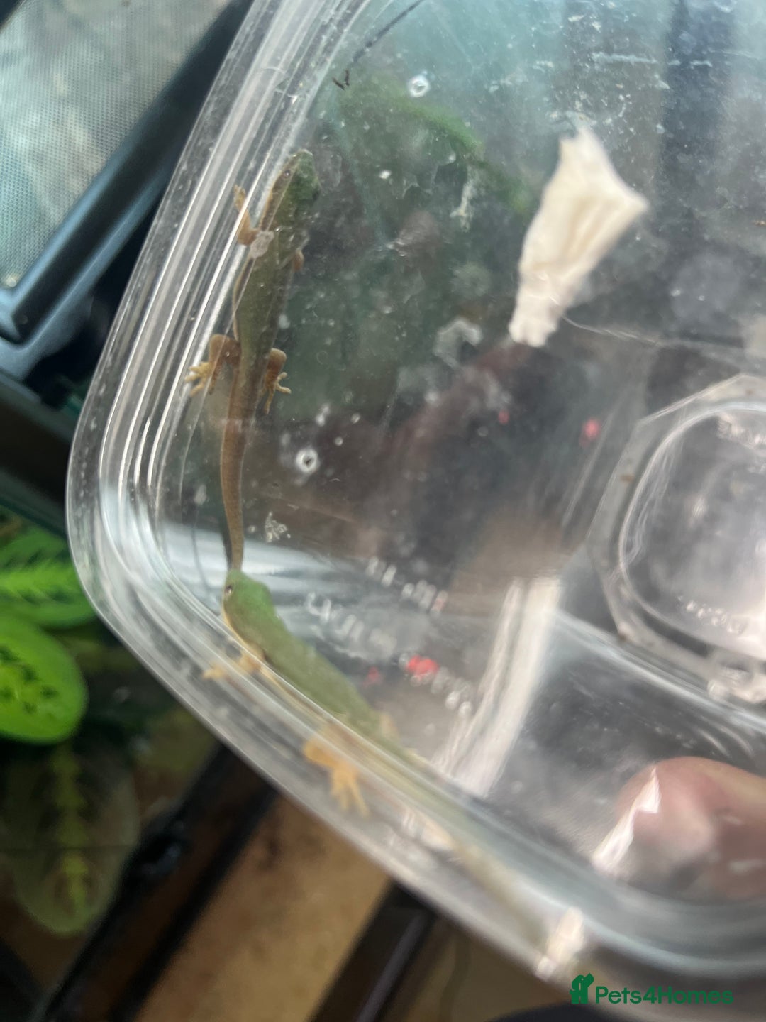 Gecko reptiles for sale: Lined day geckos  - Image 2