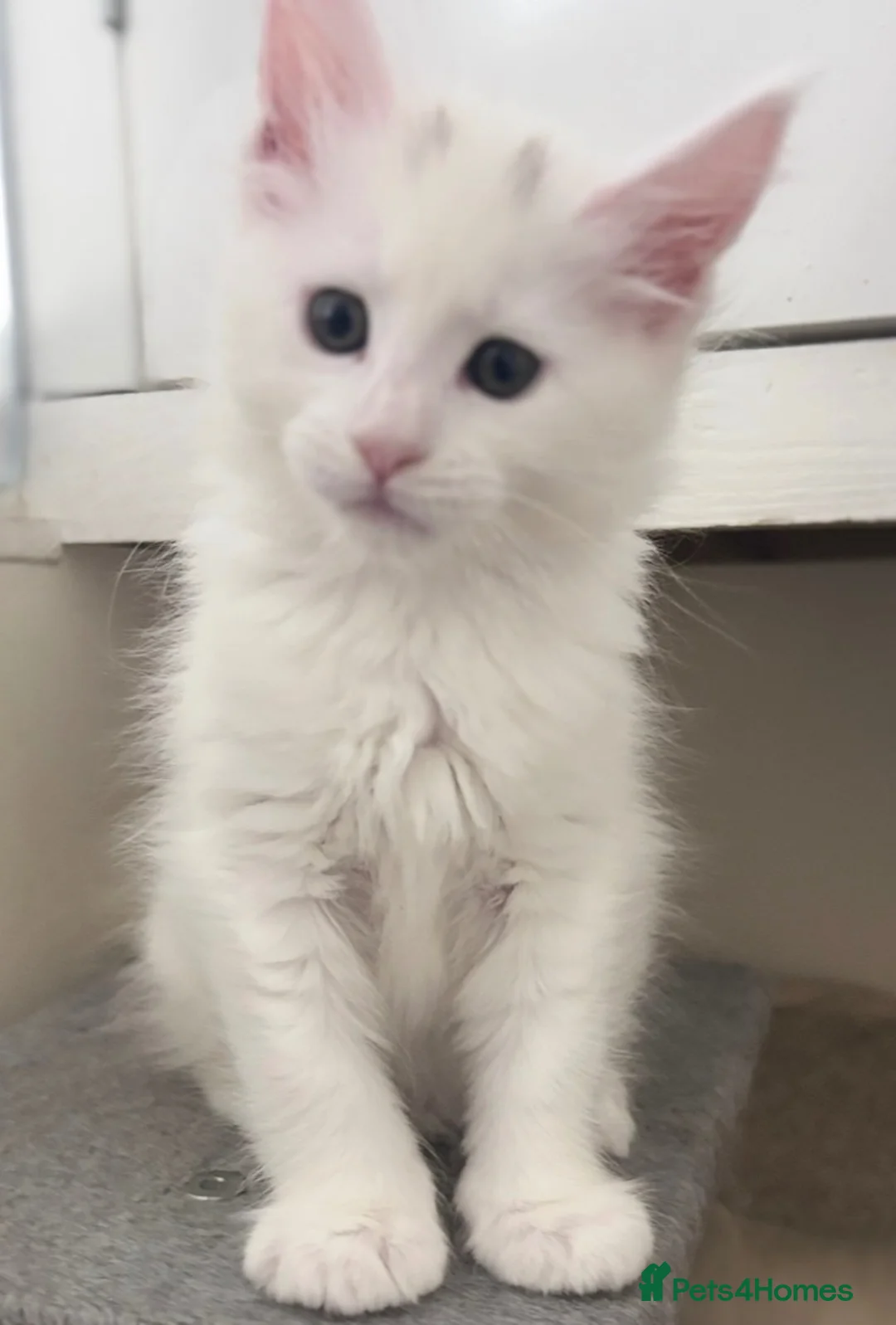 Maine Coon cats for sale: READY NOW💕Only 1 Girl Available💕Stunning💕 - Advert 17