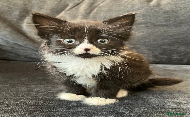 Mixed Breed cats - Advert 4
