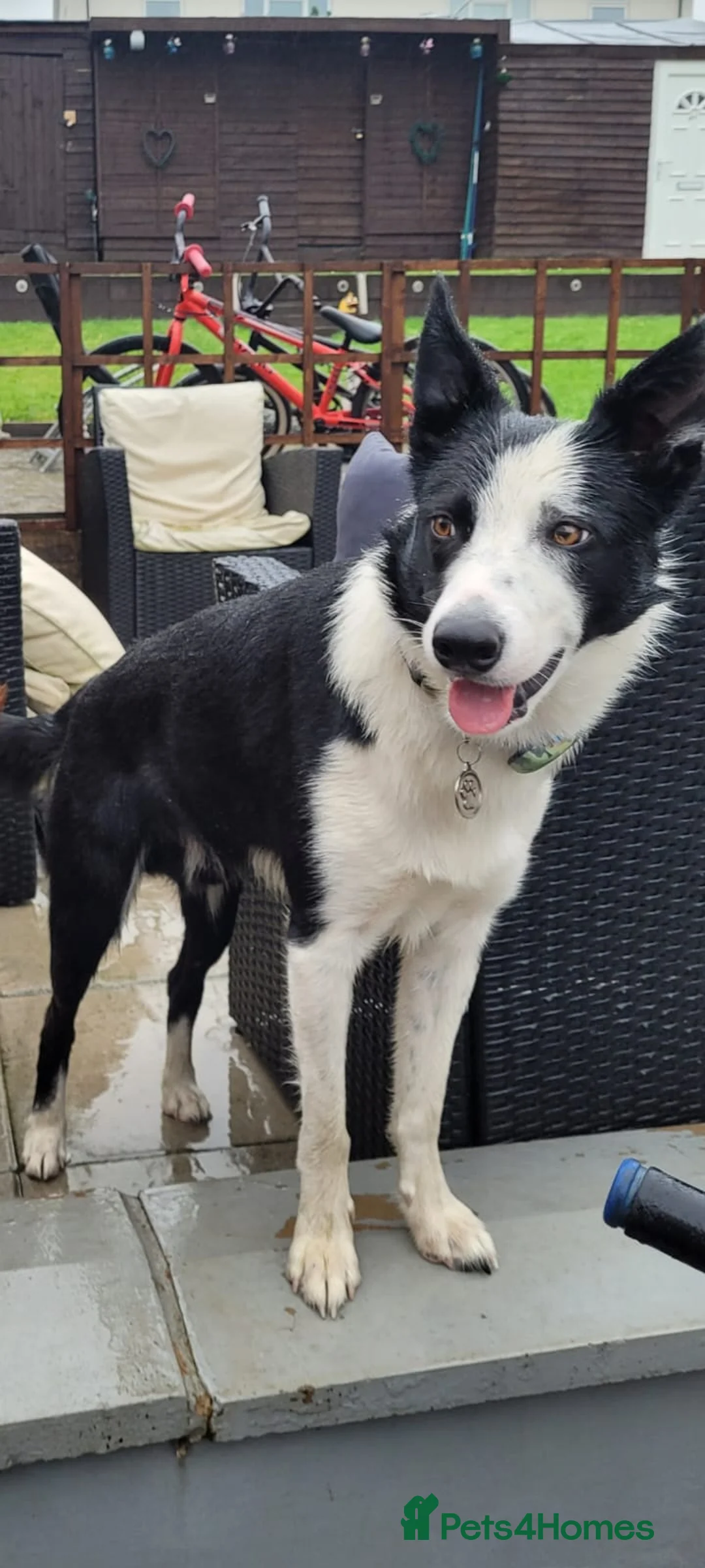Border Collie dogs for stud: Milo for stud (PROVEN) in Chesterfield - Advert 12