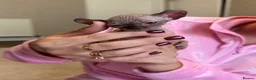 Sphynx cats for sale: Beautiful Canadian Sphynx  - Advert 6
