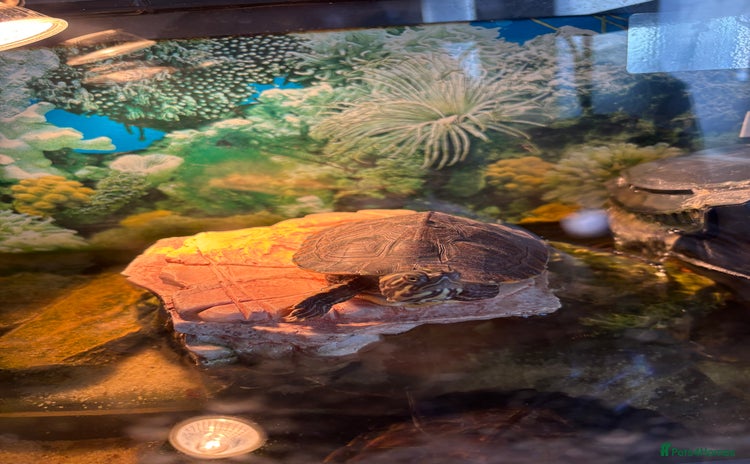 Turtle reptiles - Advert 2