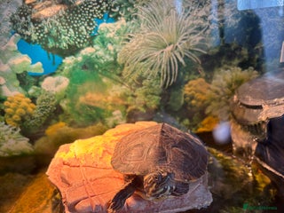 Turtle reptiles for sale - Advert 1