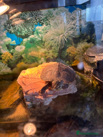 Turtle reptiles - Advert 1