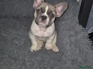 French Bulldog dogs French Bulldog Puppy - Advert 4
