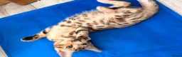 Bengal cats for sale: ✨ Exceptional Pure TICA Reg Bengal Kittens ✨  - Advert 15