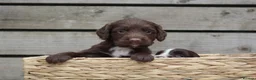 Sprocker dogs for sale: Gorgeous sprockers in Rossendale - Advert 2