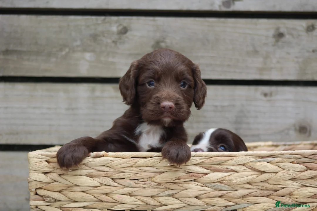 Sprocker dogs for sale: Gorgeous sprockers in Rossendale - Advert 2