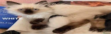 Ragdoll 3 white