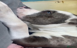 Mixed Breed dogs for sale: X bully cross staff  - Image 1