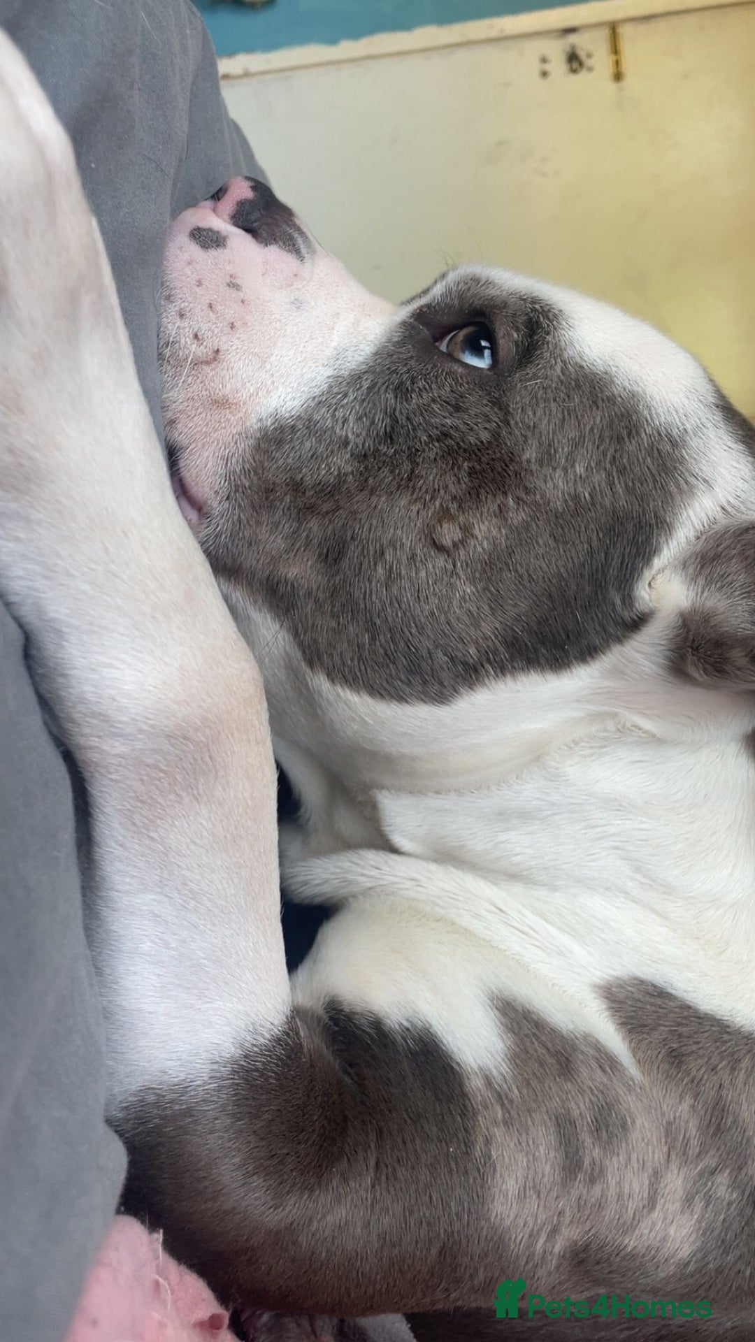 Mixed Breed dogs for sale: X bully cross staff  - Image 1