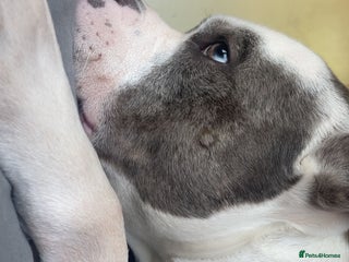 Mixed Breed dogs - Advert 11