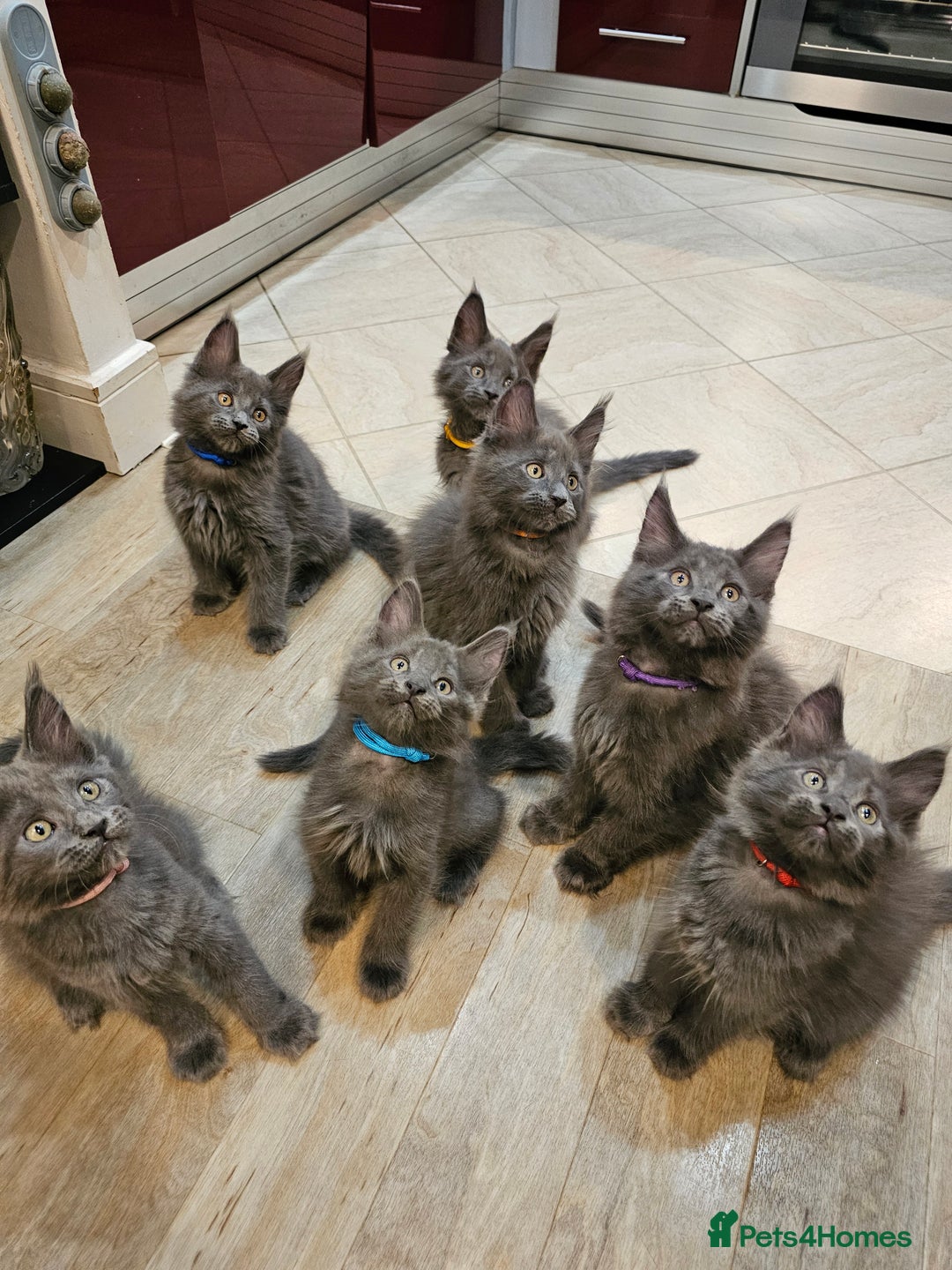 Maine Coon cats for sale: 🔥*Stunning Litter of 8💎Solid Blue Maine Coon*🔥  - Image 33
