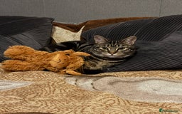 Domestic Shorthair cats for sale: Male Tabby Cat - Image 3
