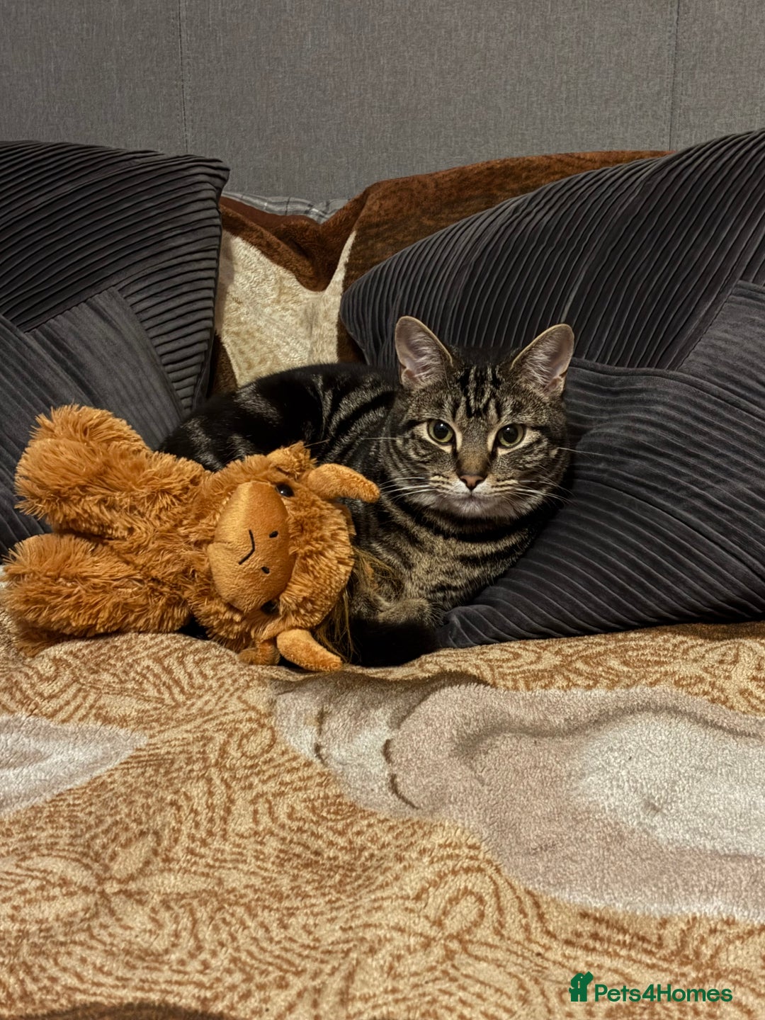 Domestic Shorthair cats for sale: Male Tabby Cat - Image 3