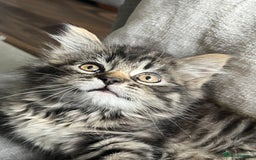 Mixed Breed cats for sale: 8 week old male fluffy tabby kitten - Image 3
