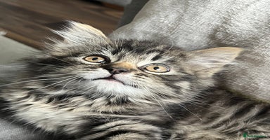 Mixed Breed cats - Advert 5