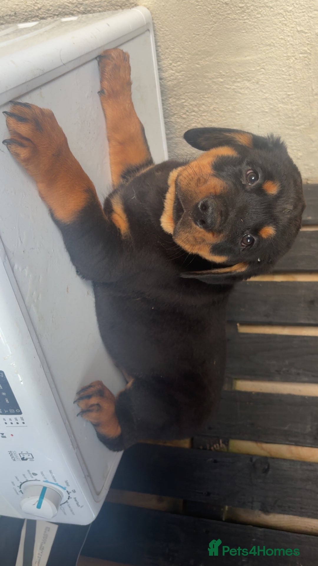 Rottweiler dogs for sale: Big boned chunky Rottweiler puppies - Advert 34