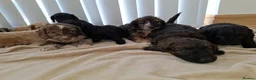 Cockapoo dogs for sale: F1 show type  rare coulerd cockapoo puppies  in Prestatyn - Advert 9