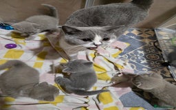British Shorthair cats for sale: Full Britishshort hair kittens ready wendesday - Image 28