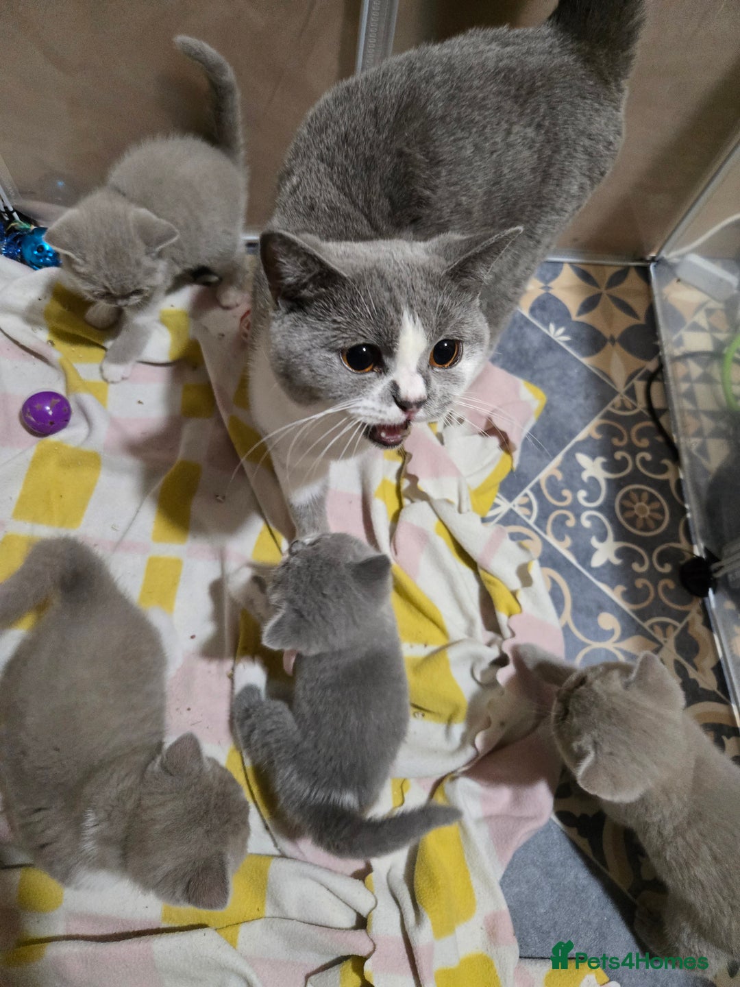 British Shorthair cats for sale: Full Britishshort hair kittens ready wendesday - Image 28