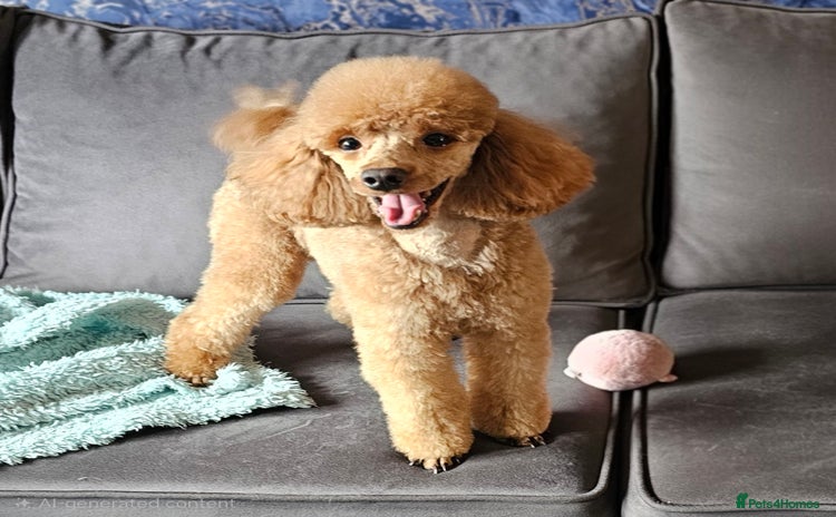 Toy Poodle dogs in Motherwell - Advert 9