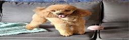 Toy Poodle dogs for stud: Beautiful Red Toy Poodle for Stud in Motherwell - Advert 38