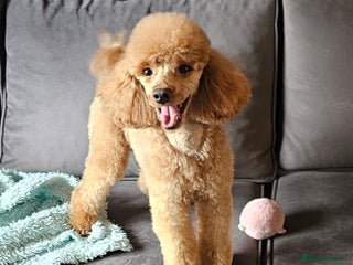 Toy Poodle dogs in Motherwell - Advert 1