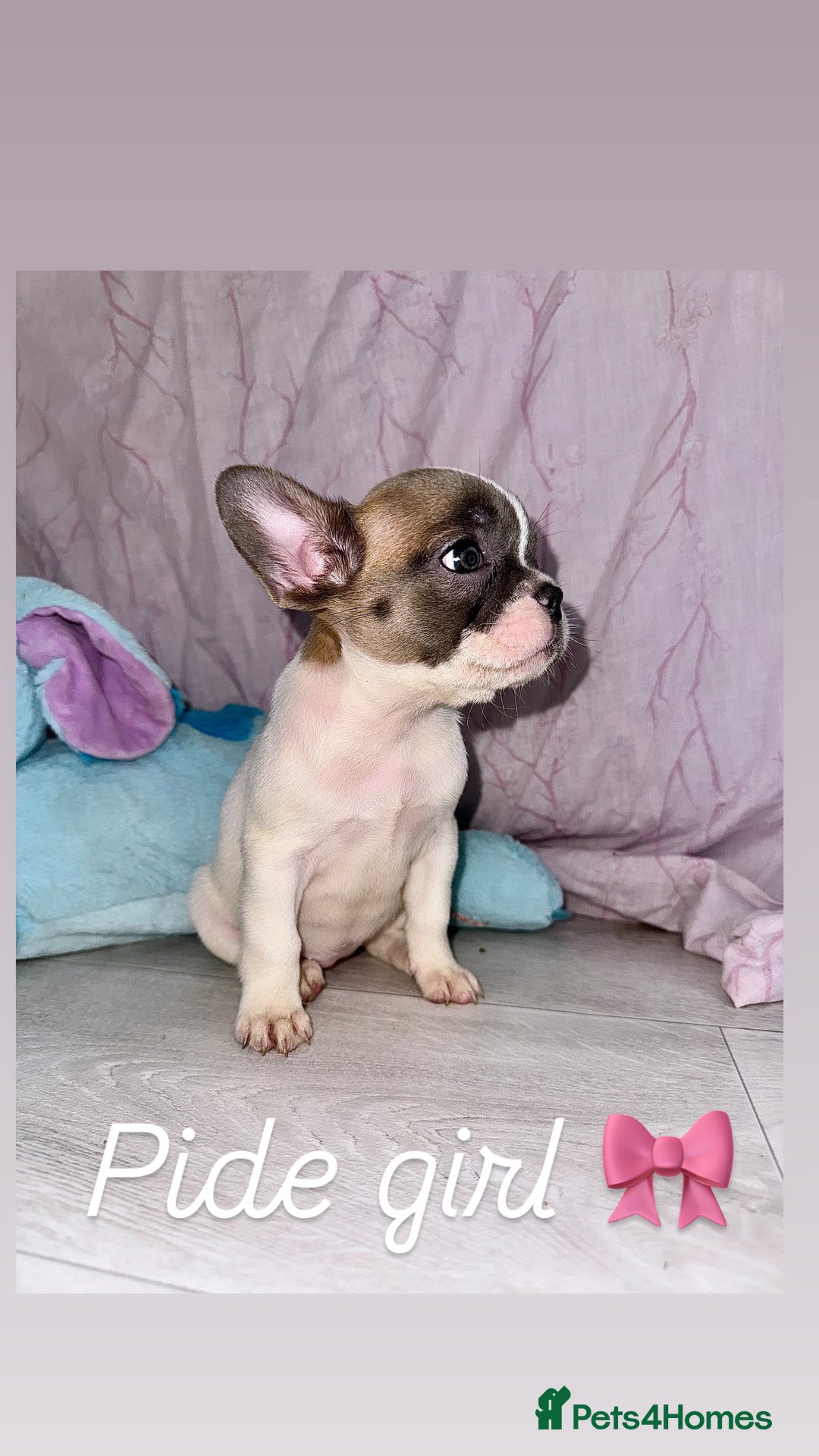 French Bulldog dogs for sale: Stunning French bulldogs 😍 - Image 11