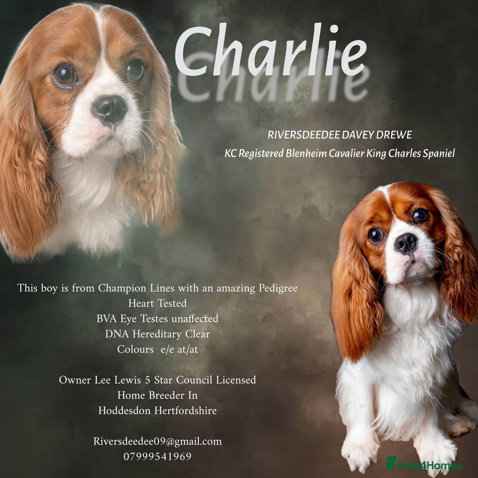 Cavalier King Charles Spaniel dogs KC REG CHAMPION SIRED HEALTH TESTED CLEAR CAV STUD - Advert 7