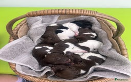 English Springer Spaniel dogs for sale: Springer spaniel puppies for sale  - Image 26