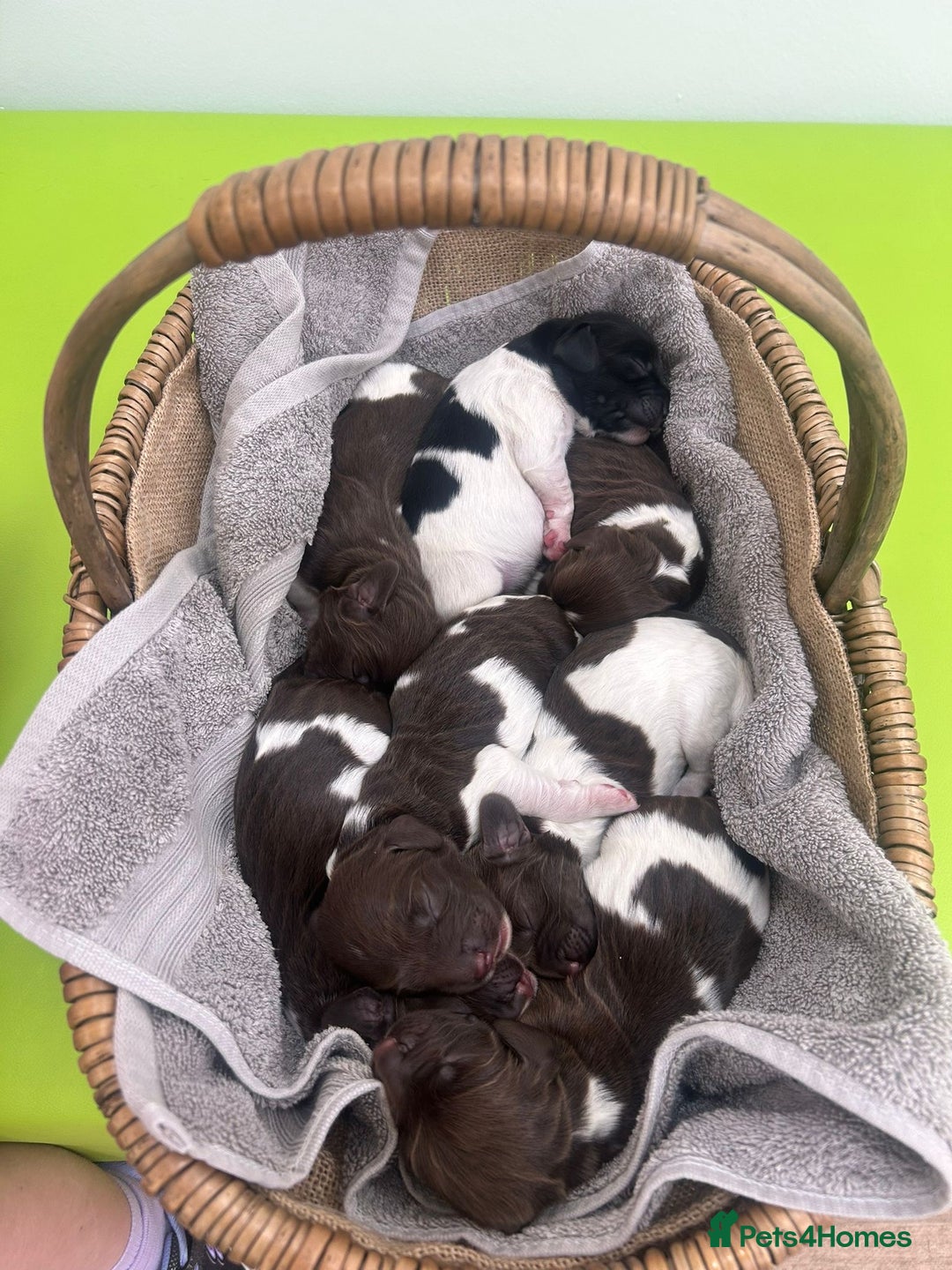 English Springer Spaniel dogs for sale: Springer spaniel puppies for sale  - Image 26