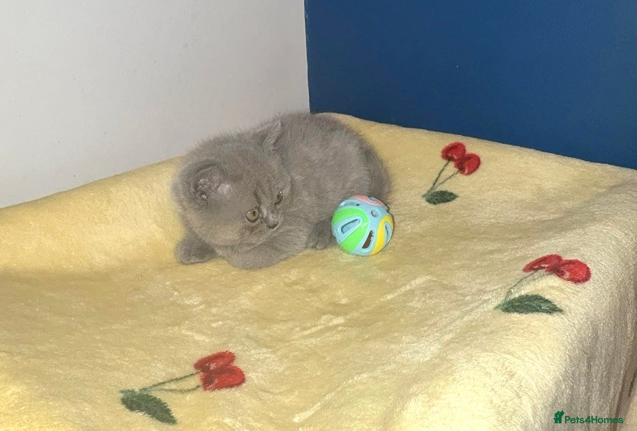 British Shorthair cats GCCF Registered Blue Female  - Advert 1