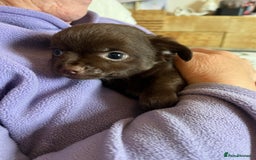 Chihuahua dogs for sale: Rare chocolate chihuahua puppies - Image 37