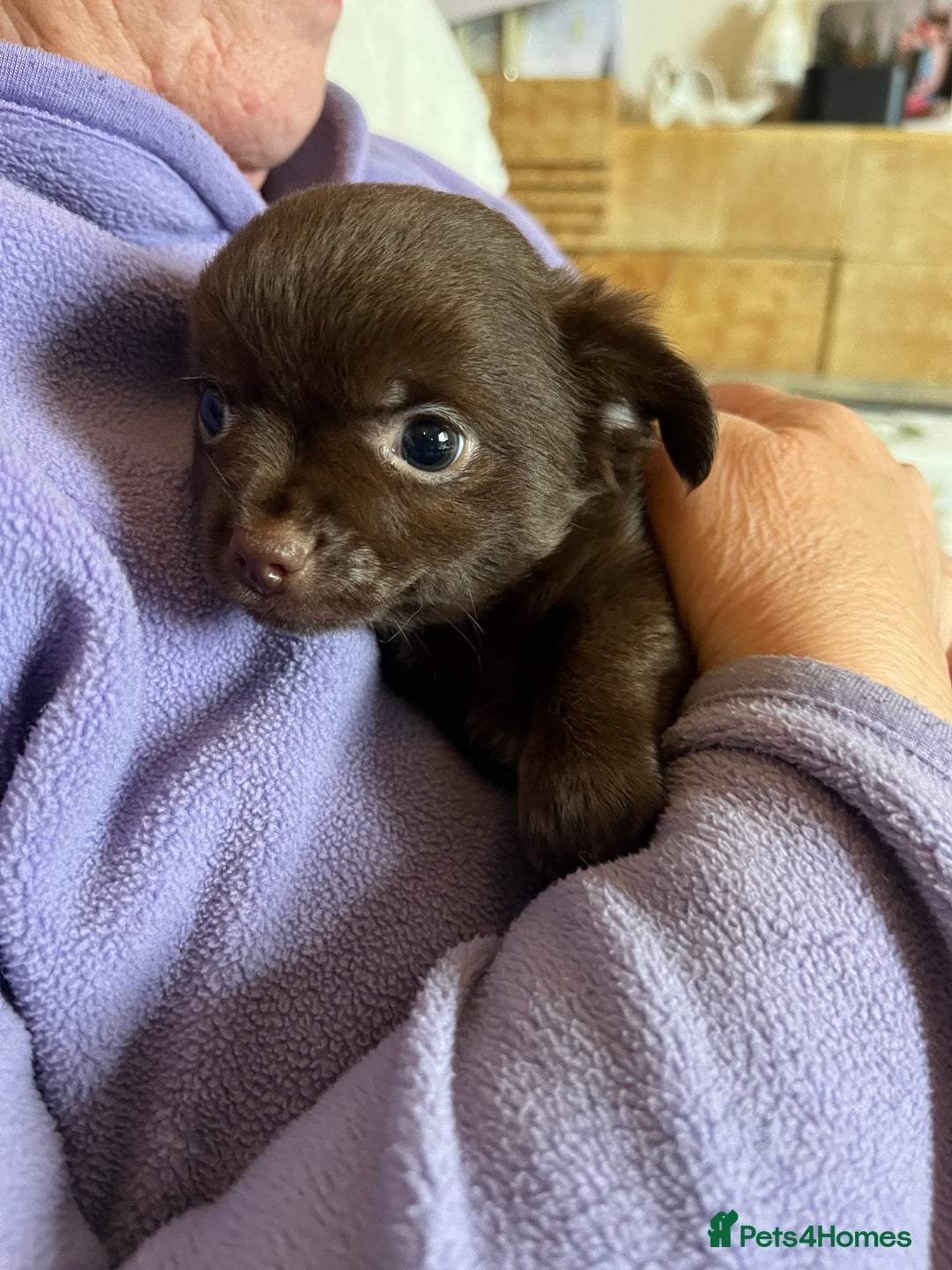 Chihuahua dogs for sale: Rare chocolate chihuahua puppies - Image 37