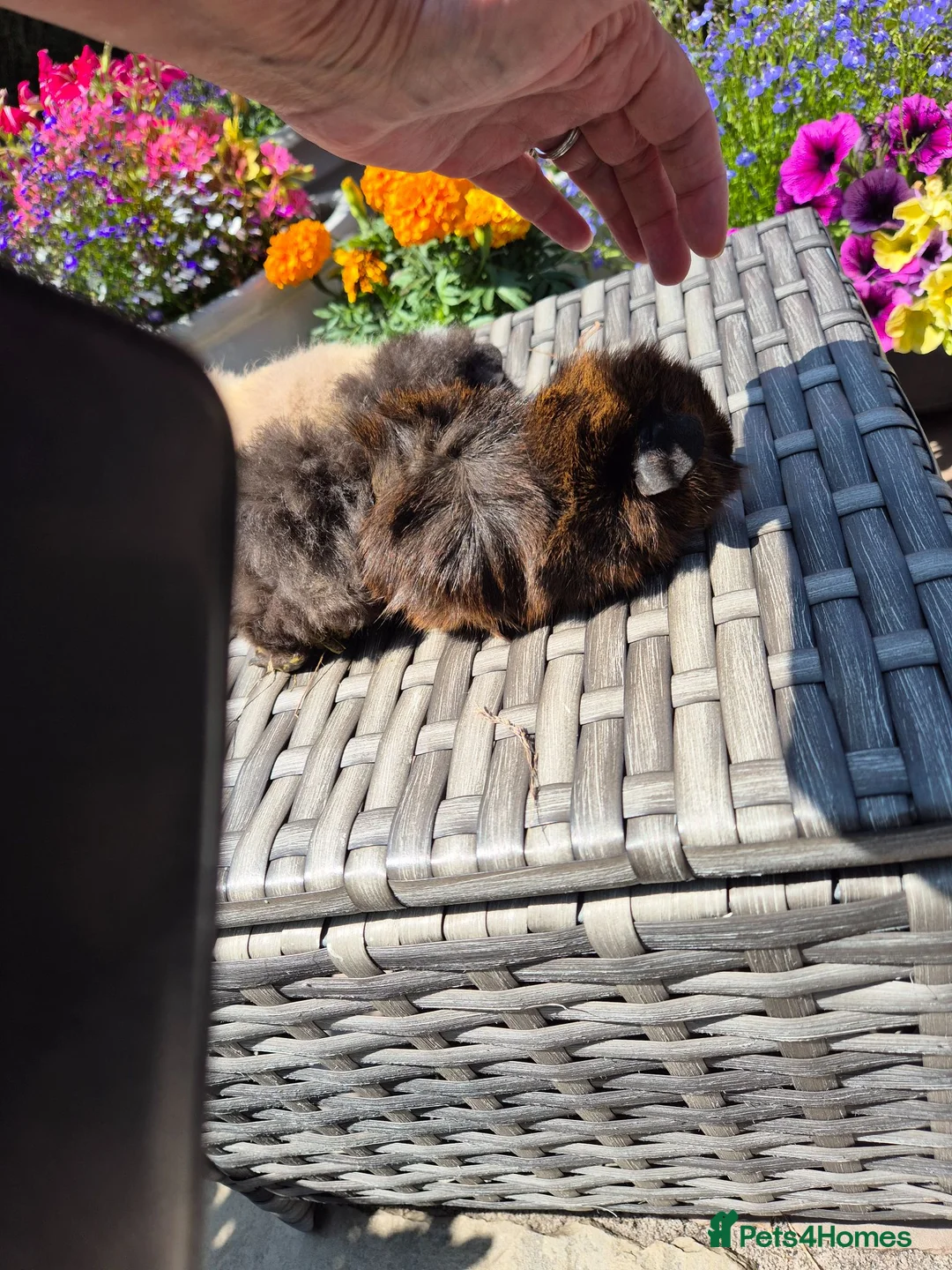Guinea Pig rodents for sale: Beautiful Baby Guinea Pigs Funky Teddy Alpaca X - Advert 6