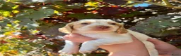 Cocker Spaniel dogs for sale: KC working cocker spaniel lemon roan - Advert 7