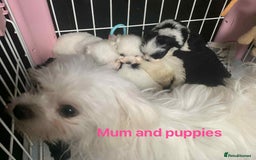 Maltipoo dogs for sale: F1 Maltipoo Puppies  - Image 2