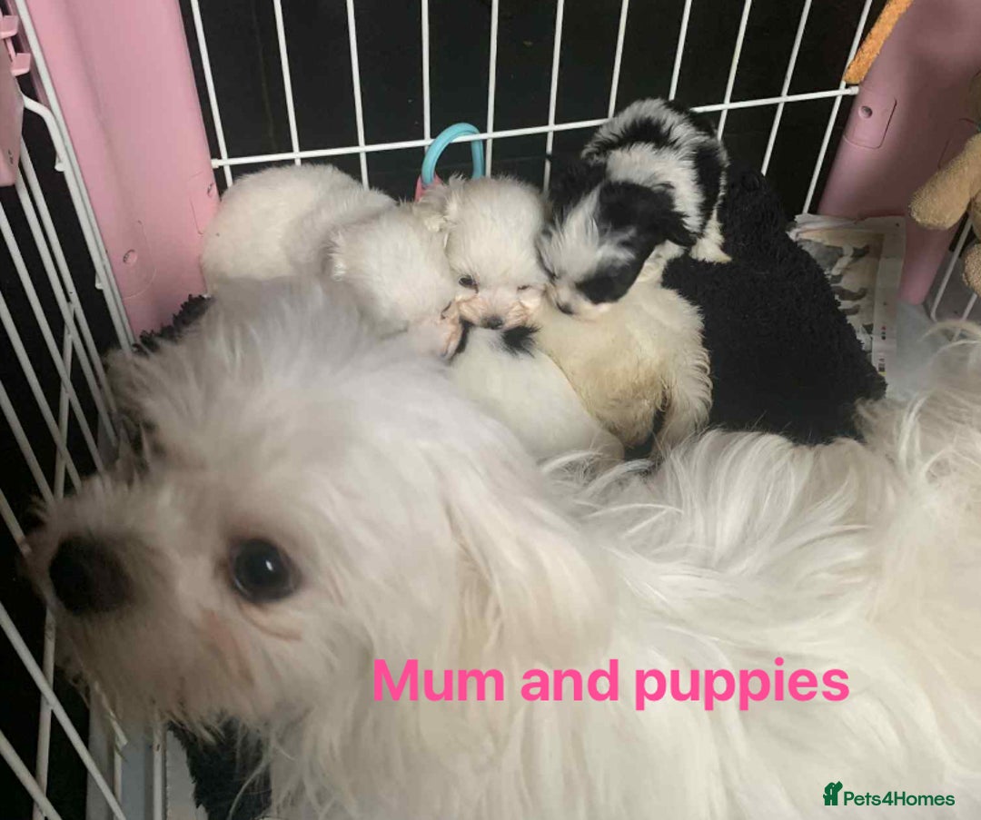 Maltipoo dogs for sale: F1 Maltipoo Puppies  - Image 2