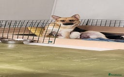 German Shepherd dogs for sale: 4 german shepherd puppy's available  - Image 1